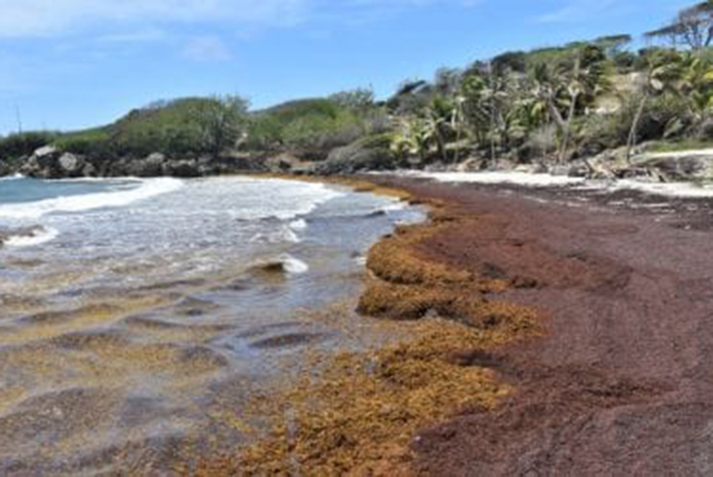 BARBADOS Minister Forde We Must Continue To Fight Sargassum Seaweed